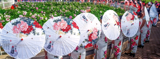 （菏澤市曹州牡丹園。圖片來源：王俊杰《國色天香》）